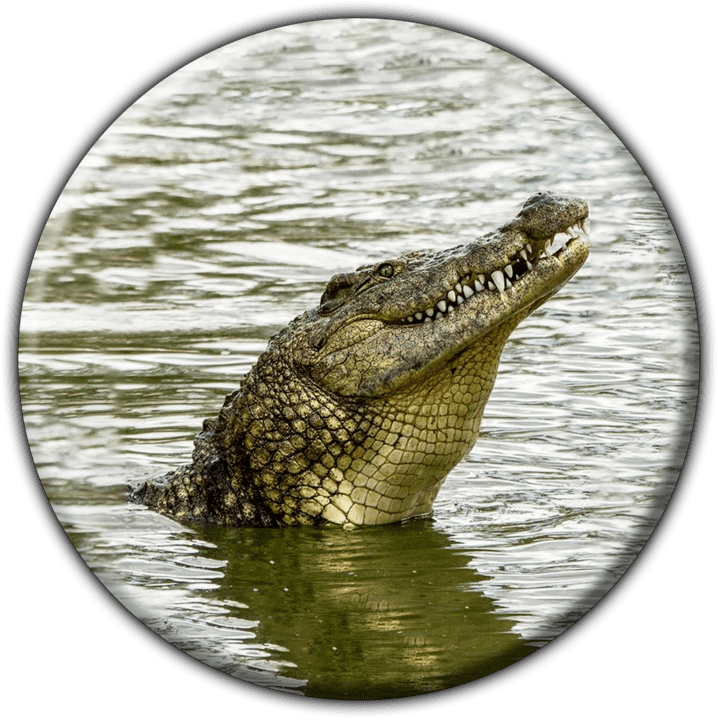 Crocodile Farm Otjiwarongo - Camping and Caravanning Accommodation in Otjiwarongo, Namibia