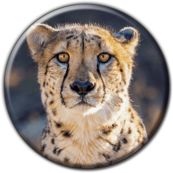 The Cheetah Conservation Fund - Camping and Caravanning Accommodation in Otjiwarongo, Namibia
