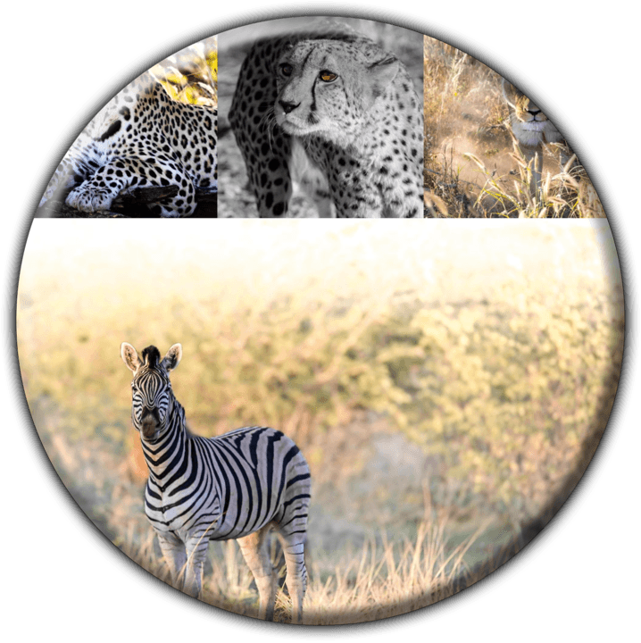 Aloegrove Safari Lodge - Lodge Accommodation in Otjiwarongo, Namibia