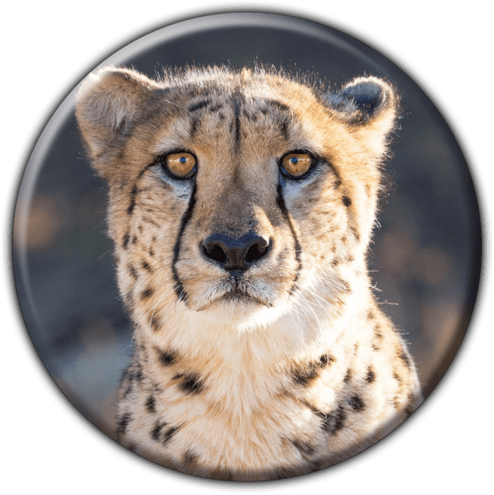 Cheetah View Lodge - Lodge Accommodation in Otjiwarongo, Namibia