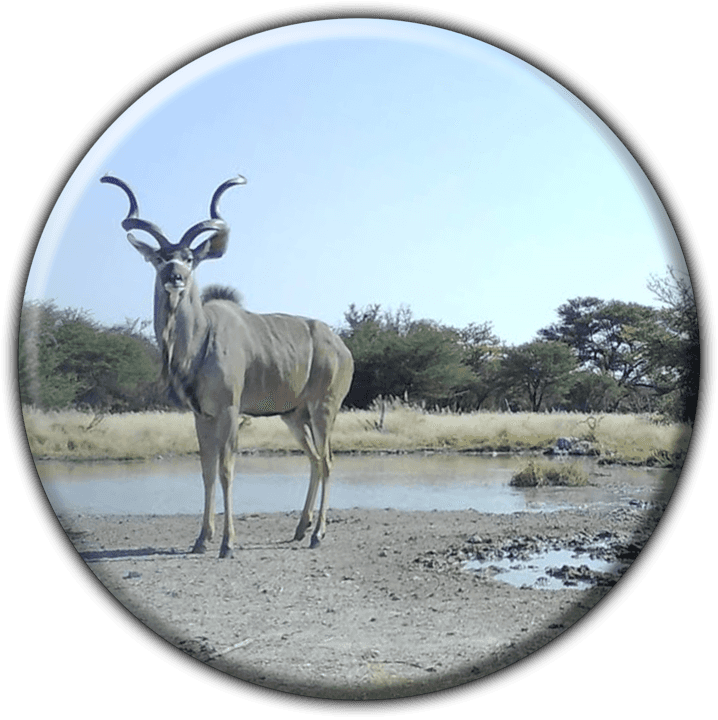 Aigamas Ranch Aigamas Hunting Bauer,AK - Hunting Farms & Safaris in Otavi, Namibia