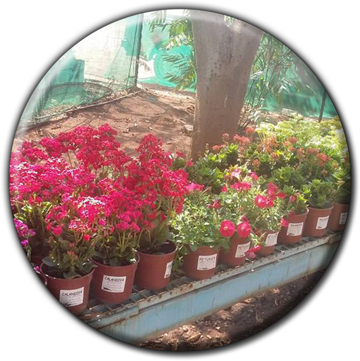 Tsumeb Nursery - Nurseries in Tsumeb, Namibia