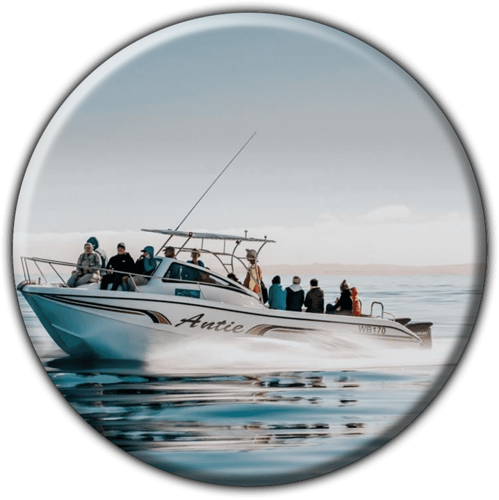 Levo Dolphin Tours & Chalets - Tours and Safaris Operators in Walvis Bay, Namibia